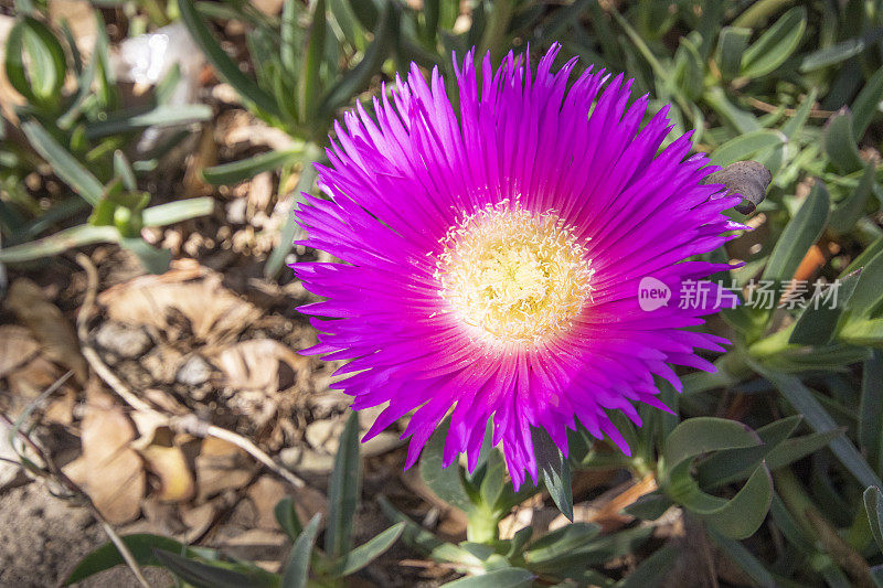 布鲁姆的Carpobrotus edulis，安达露斯，西班牙